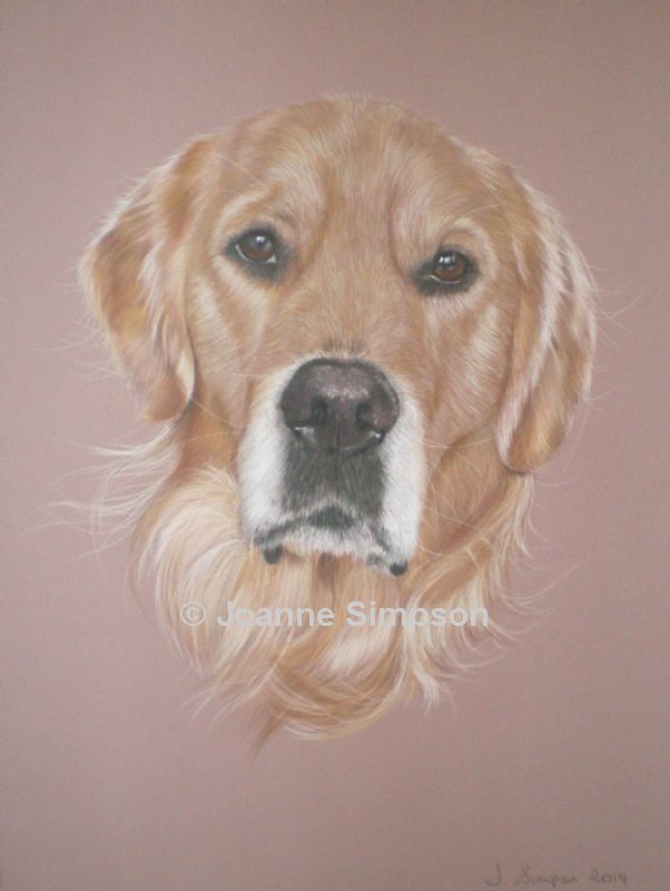 Golden Retriever pet portrait